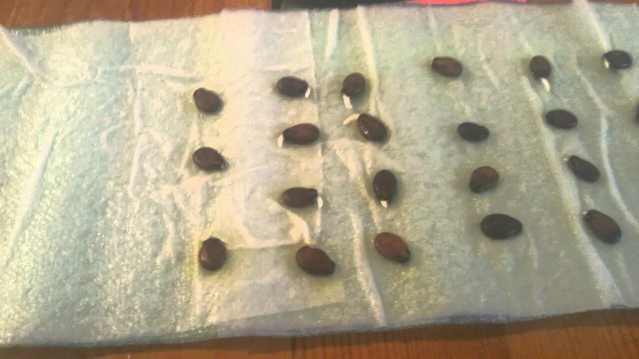 Как посадить семена арбуза. Посадка семян на марле. Проращивание семян арбуза. Замачивание семян арбуза. Проросшие семена арбуза.