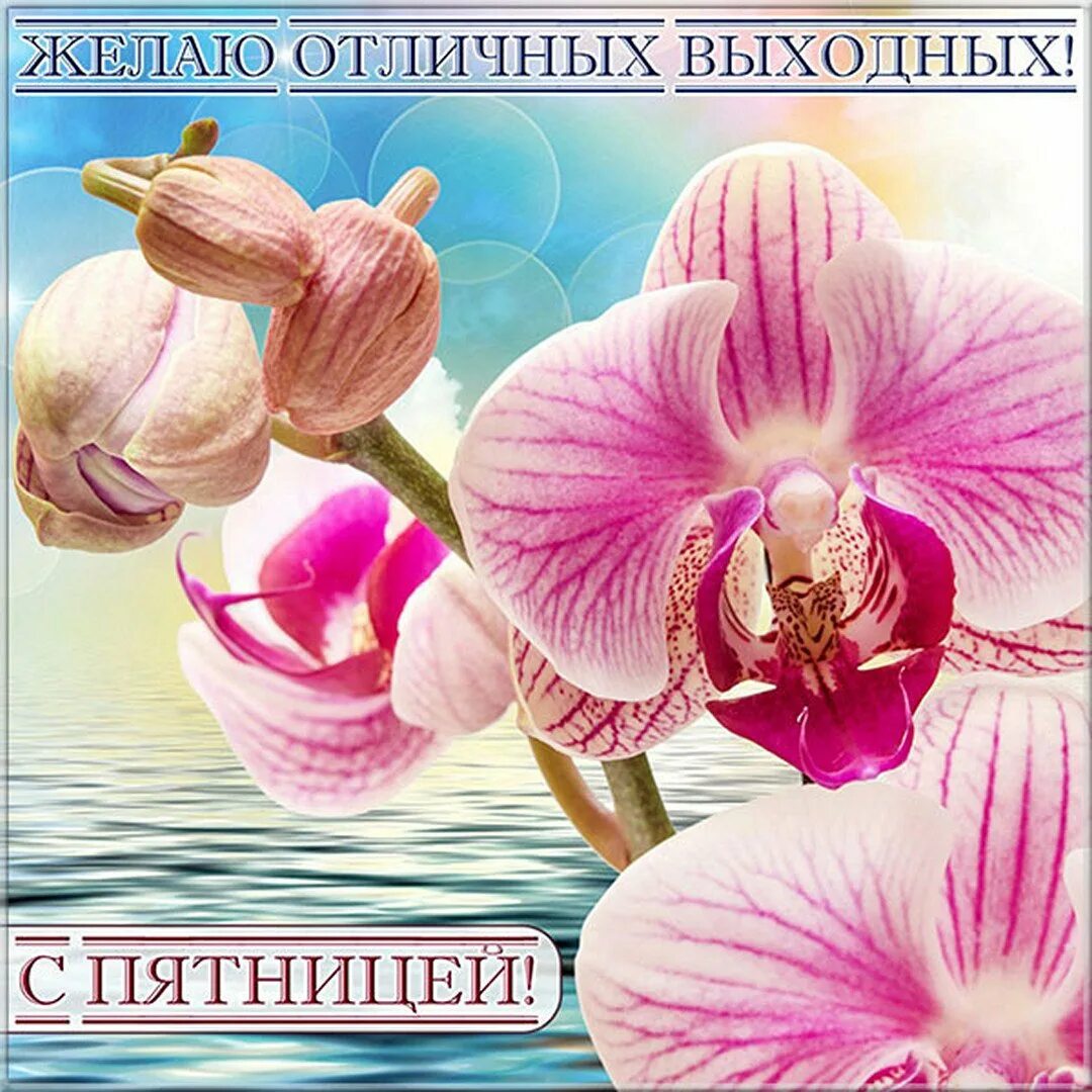 Доброй пятницы отличных выходных. Орхидея. водная орхидея. с пятницей хороших выходных. пятница открытки красивые.