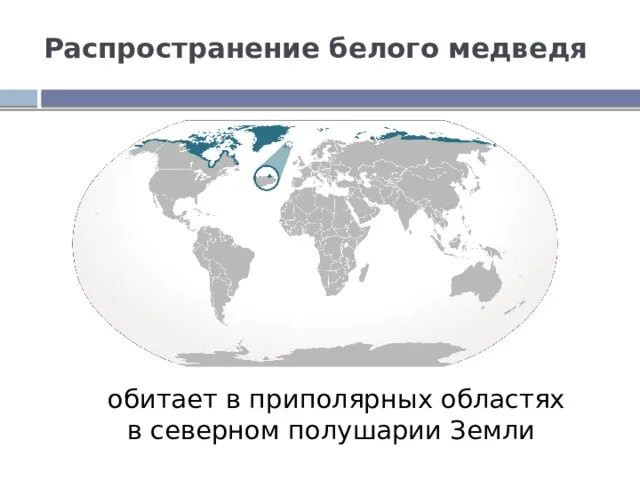 В каком полушарии встречается белый. Распространение белого медведя. Распространение белых медведей на карте. Ареал распространения белого медведя. Ареал обитания белых медведей в России.