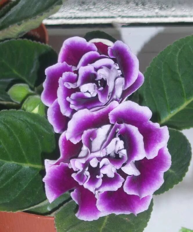 глоксиния брокада красная. глоксиния брокада f1 красная с белым. глоксиния. глоксиния брокада f1. глоксиния брокада f1 красная.