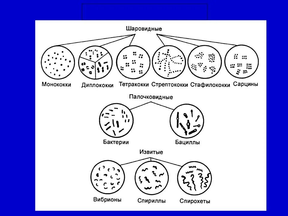 Шаровидные формы бактерий микрококки. Шаровидные палочковидные и извитые формы бактерий. Формы бактерии стрептококки диплококки стафилококки. Формы бактерий кокки палочковидные и извитые.