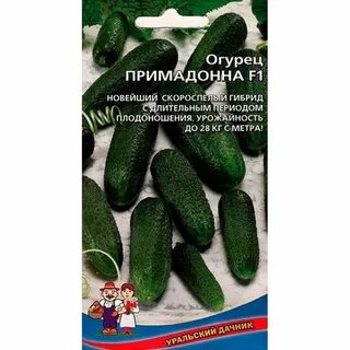 Огурец примадонна