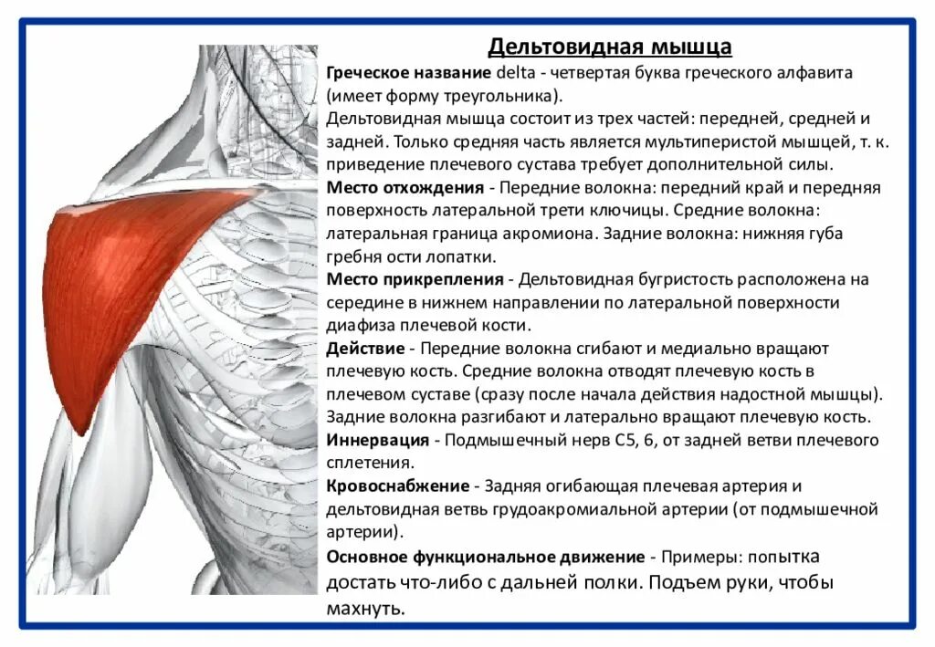 Иннервация дельтовидной мышцы плеча. Функции средней части дельтовидной мышцы. Функция дельтовидной мышцы руки. Задняя Дельта анатомия функции.