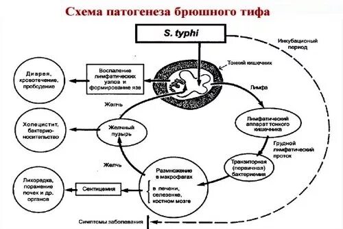 Брюшной тиф передается путем. Брюшной тиф схема механизм передачи. брюшной тиф патогенез схема. жизненный цикл брюшного тифа. патогенез брюшного тифа.