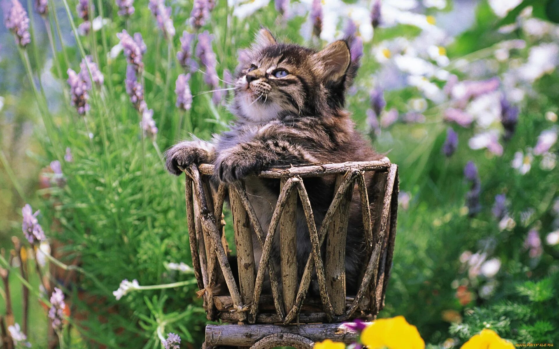 Доброе весеннее утро с котятами. Кошка на природе. Летний кот. Кошка лето. Полевые цветы и котики.