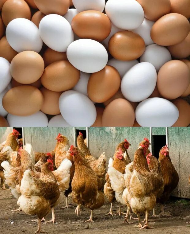 Белые куры несут белые яйца. Курица с яйцами. Куры с коричневыми яйцами. Куры которые несут голубые яйца. Яйцо куриное белое и коричневое.