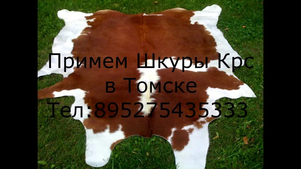 Приму шкуру крс. Шкура крупного рогатого скота. где принимают шкуры крс. шкура теленка. топография шкуры коровы.