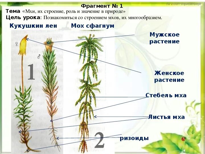 Установите соответствие корень лист. Строение мха Кукушкин лен. Мхи сфагнум и Кукушкин лен строение. Кукушкин мох строение. Кукушкин лен биология 6 класс.