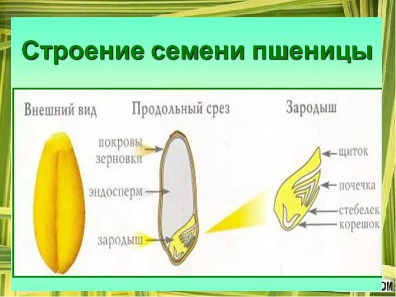 В семени пшеницы есть. Плод Зерновка строение. Строение семени зерновки. Схема зерновки пшеницы. Строение зерновки пшеницы 6 класс биология.