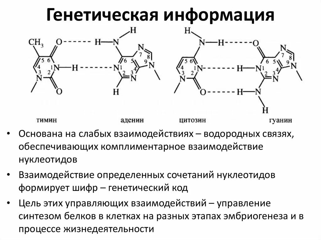 Водородные связи между аденином и тимином. Водородные связи тимина и аденина. гуанин цитозин водородные связи. аденин тимин связь. гуанин цитозин тимин аденин связи.