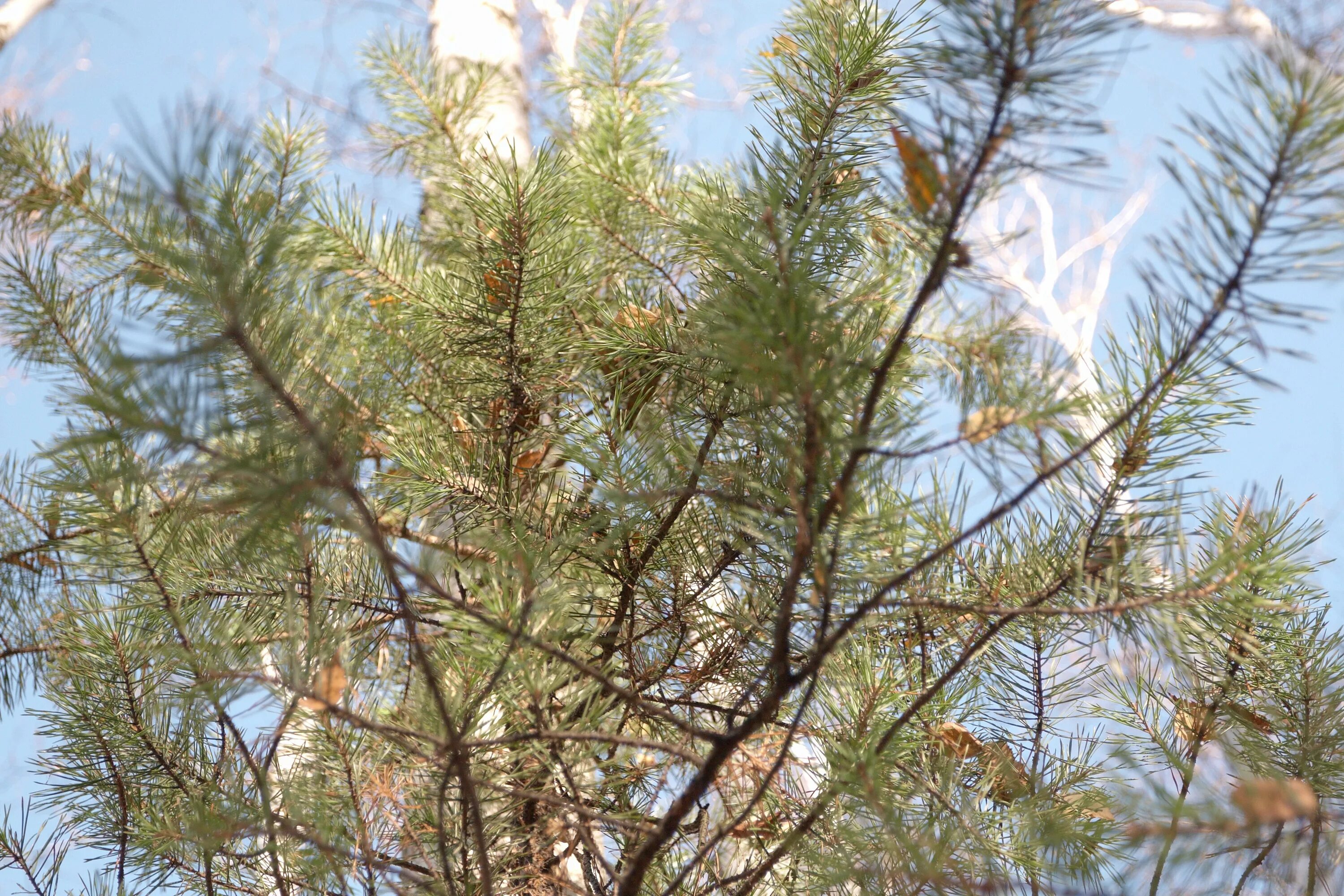 Сосна обыкновенная pinus sylvestris l. Хвойное растение в туапсе. Необычные хвойные растения. Низкие хвойные растения. Хвойные волгоград.