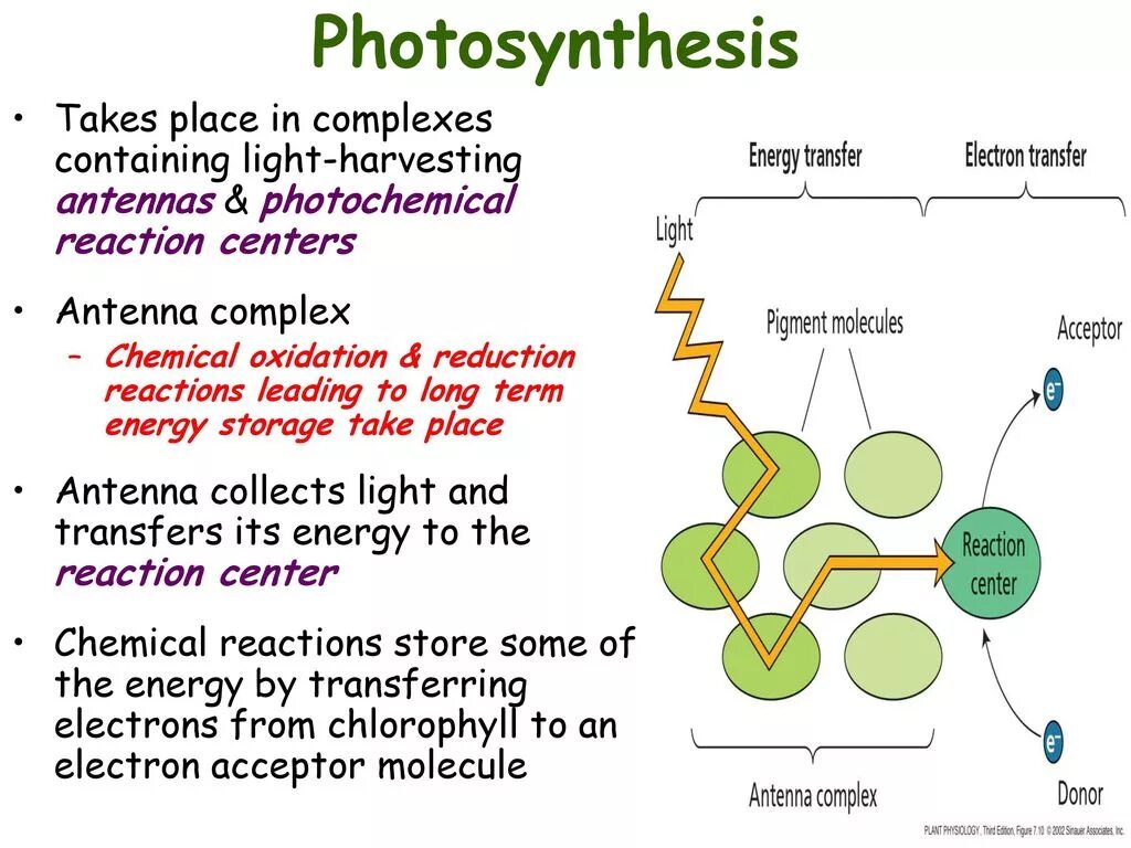 Plant physiology. Light-harvesting Complex. Photochemical Reactions. Light-harvesting Complexes of Green Plants.