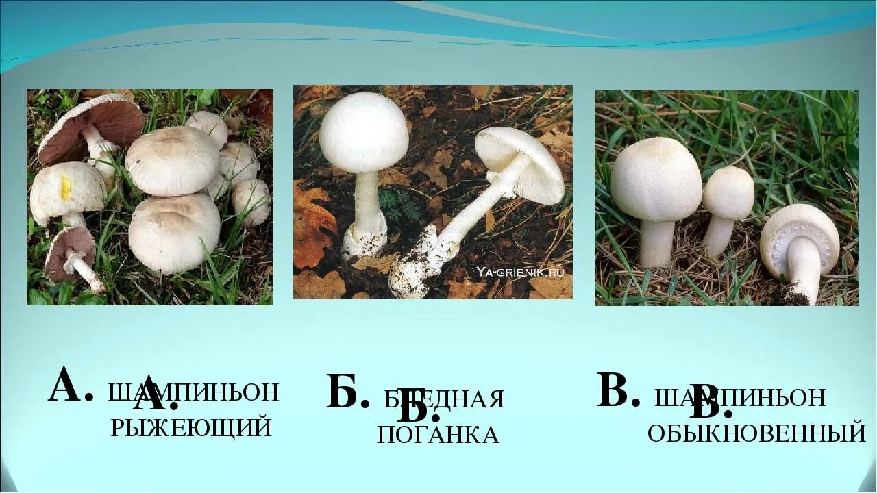 Шампиньон и бледная поганка отличия. Сходство бледной поганки и шампиньона. Шампиньон полевой и бледная поганка. Ложный шампиньон бледная поганка. Сходства и различия белый поганки