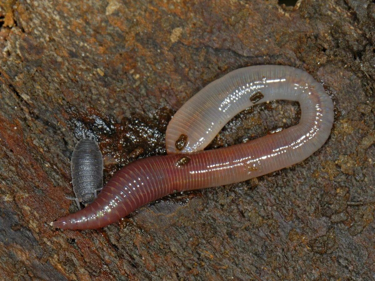 Черви водоема. Малощетинковые дождевой червь. Дождевые черви семейства люмбрицид. Аляскинский бычий червь. Обыкновенный дождевой червь.