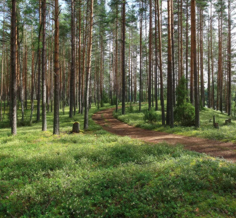 Участок в сосновом бору ленинградской области. Сосновый Бор Костанай лес. Сосновый лес Кстово зеленый город. Сосновый Бор Нижегородская область. Сосновый лес в Ленинградской области Лужский район е.