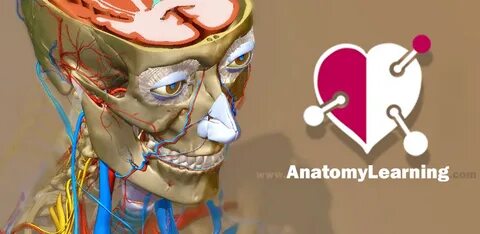 Anatomy learning 3d атлас