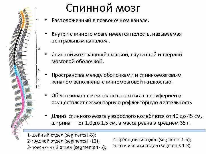 Спинной мозг отделы и функции