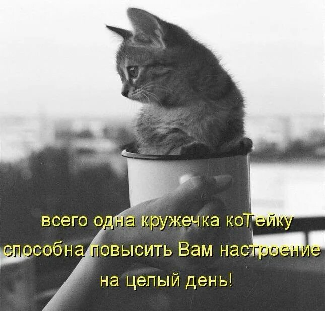 Цитаты про котов. Цитаты про кошек. Кошачьи афоризмы. Коты цитаты. Кошки афоризмы