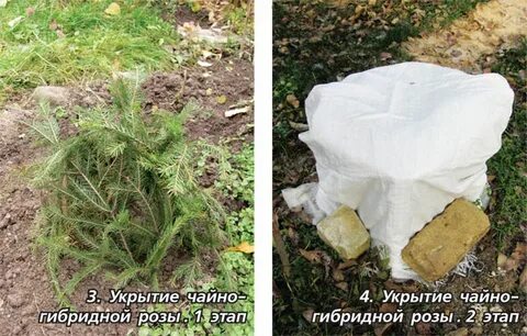 При какой температуре надо укрывать розы