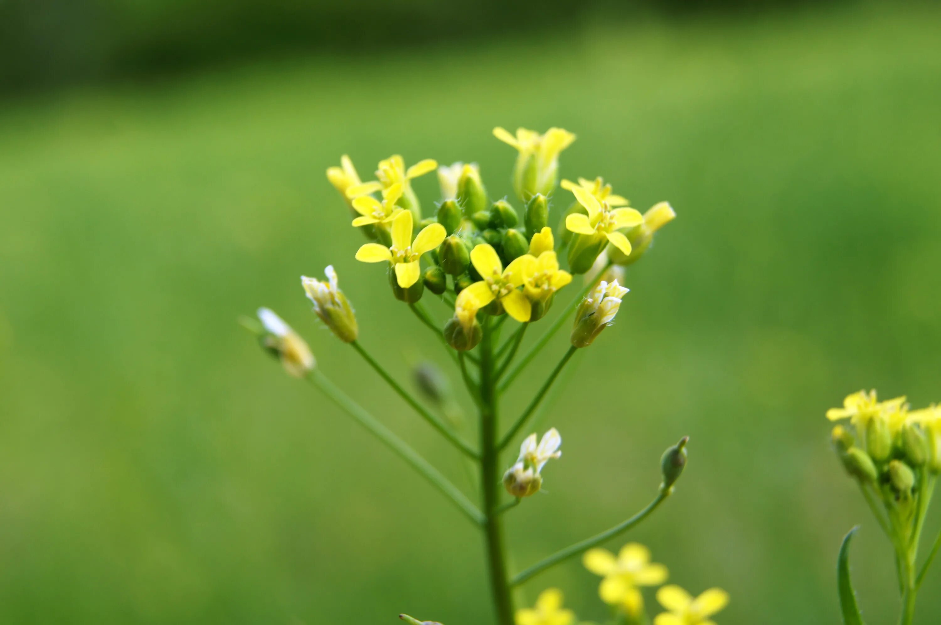 Трава рыжик посевной. Camelina рыжик. Camelina microcarpa. Oleifera). Трава рыжик посевной.
