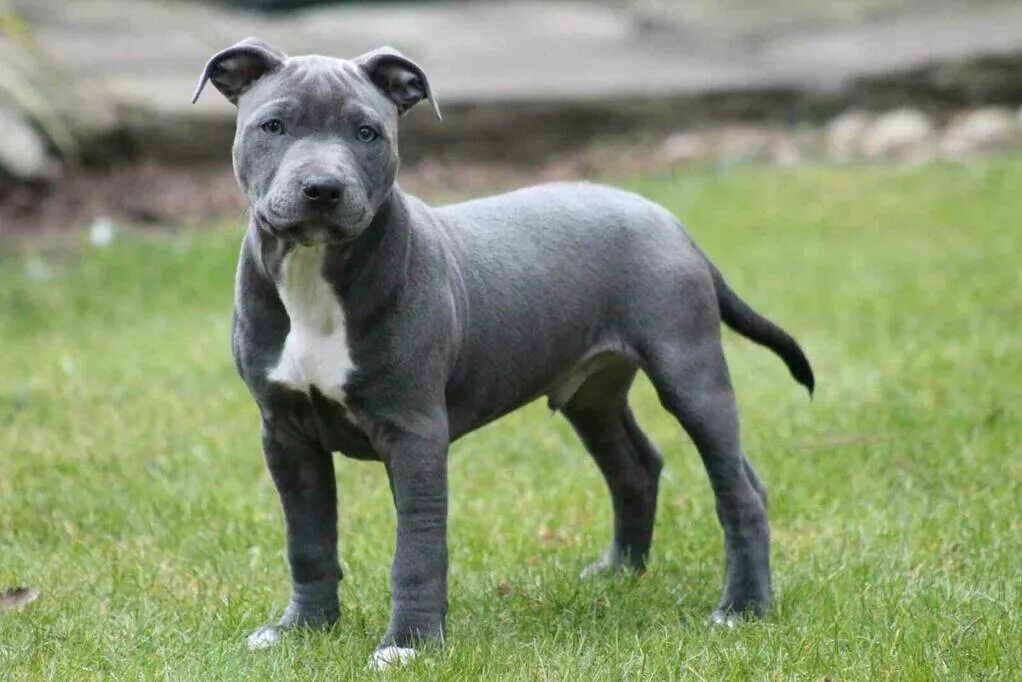 стаффордширский бультерьер стаффи. стаффордширский бультерьер голубой. американский стаффордширский бультерьер серый. голубой стаффордширский. американский питбуль терьер.