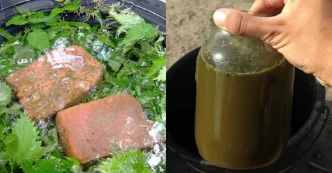 Удобрение из перепревших сорняков