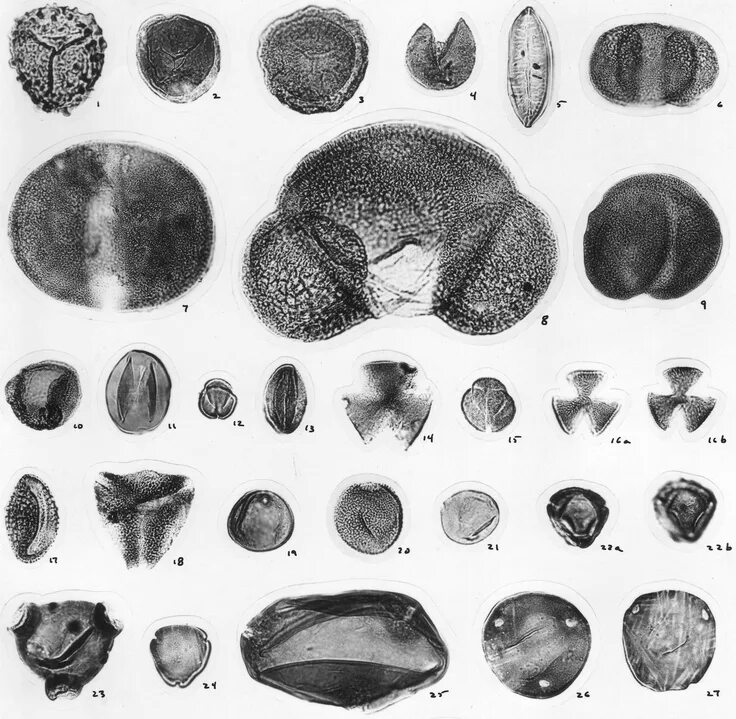 Пыльца и споры. Споры и пыльца. Ископаемая пыльца. Ископаемая пыльца и споры. Ископаемые споры.
