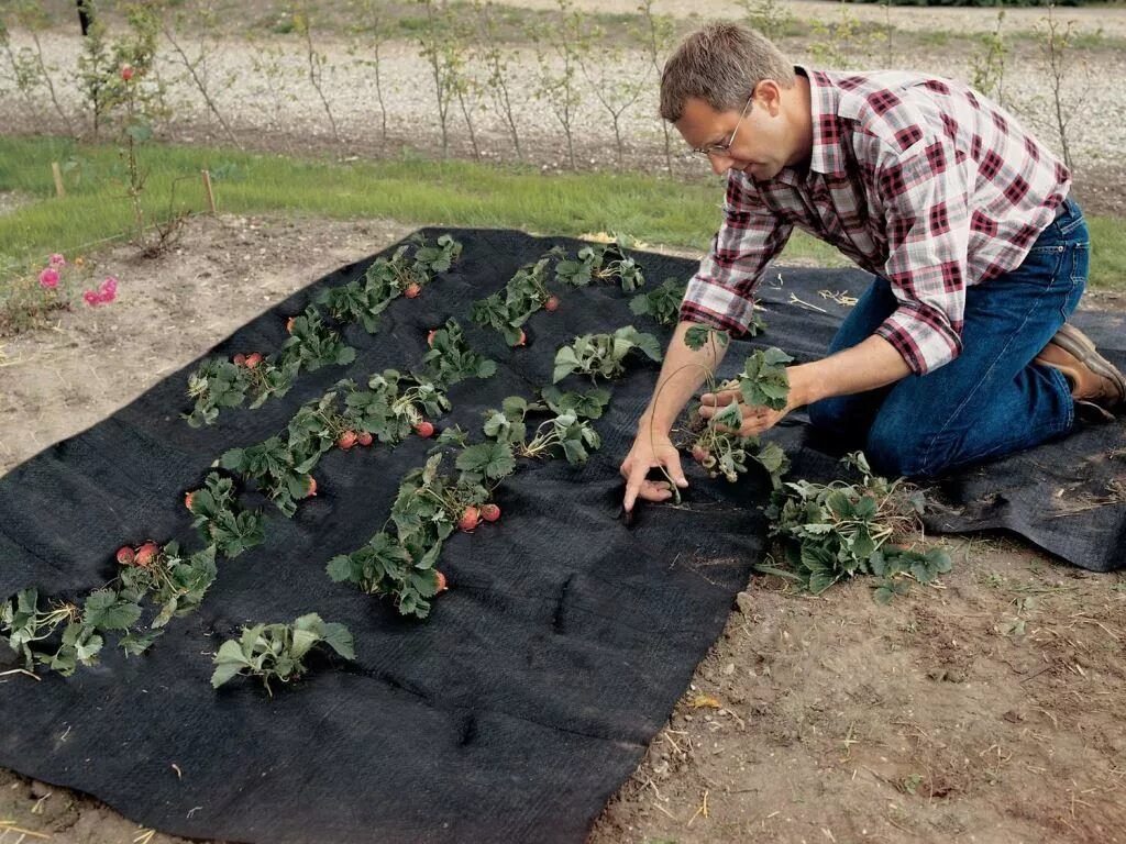 Можно ли укрыть клубнику. Геотекстиль Fibertex WEEDSEAL,. Мульчирование агроспаном. Спанбонд мульча агроткань черный. Мульча агроспанбонд.