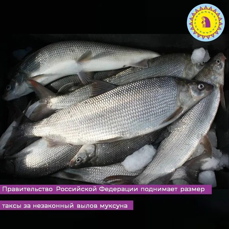Язь костлявый. Сиг муксун. Кот муксун. Муксун рыба фото описание. Муксун ямальский.