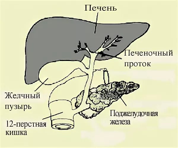 Желчный пузырь у кошек. Анатомия печень желчный пузырь протоки. Желчные протоки рисунок. Строение печени и желчного пузыря и желчевыводящих. Печень и желчный пузырь анатомия.