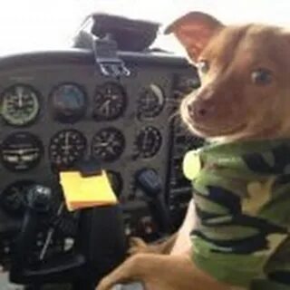 Pilot animal