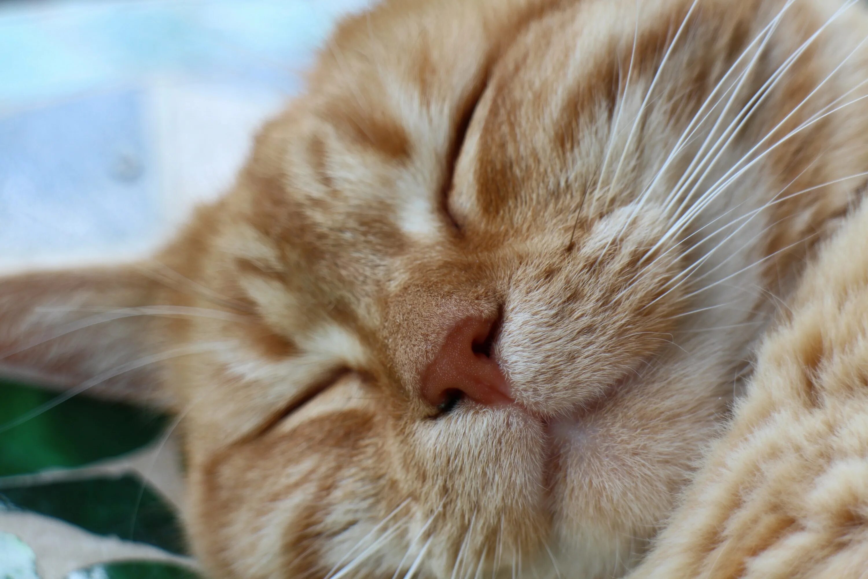 Счастливый кот. Кот улыбается. Рыжий кот. Радостный кот. Игривый кот.