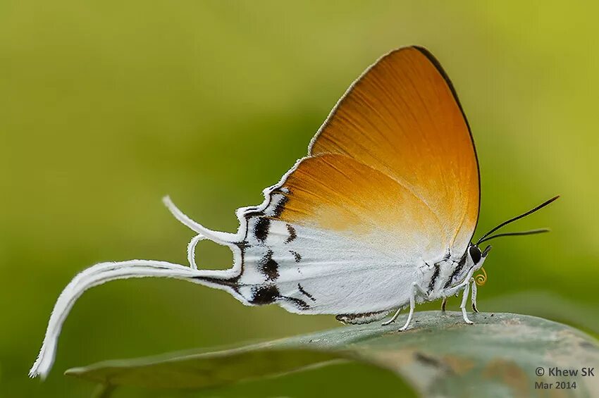 златоглазка насекомое. нелетающие птицы нелетающие птицы. "ceratina satoi". колобусы обезьяны занзибар. Myrmaplata plataleoides.