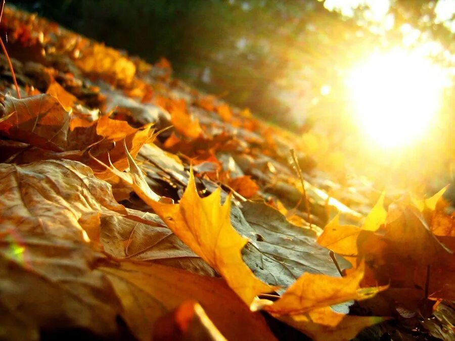 Осень. Осень солнце. Тёплая осень. Лист на ветру.