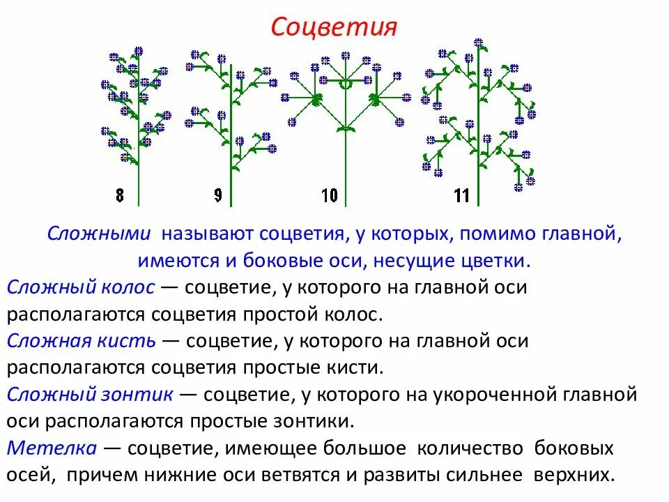 Характеристика соцветия сложная кисть. Соцветие щиток Главная ось. Соцветия метелка или Колос. Сложные соцветия.