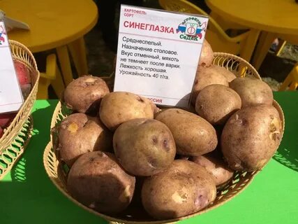 Картофель синеглазка описание сорта фото отзывы сроки