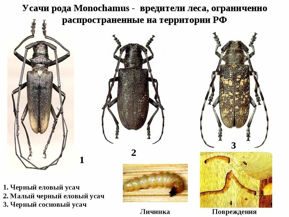 Жук малый еловый усач. Жук чёрный Сосновый усач. Черный Жук усач еловый. Усачи рода Monochamus.