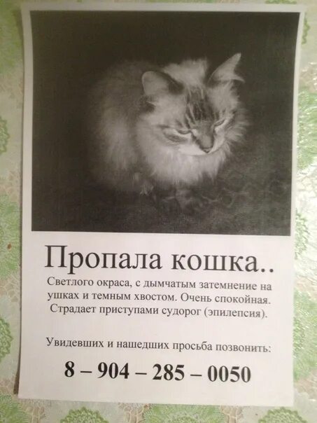 Потеряли кошку объявления