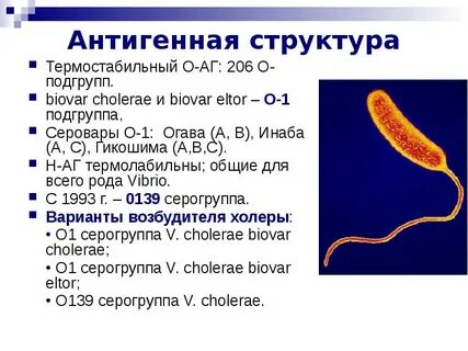 Строение возбудителя