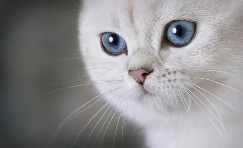 Допустим кошка