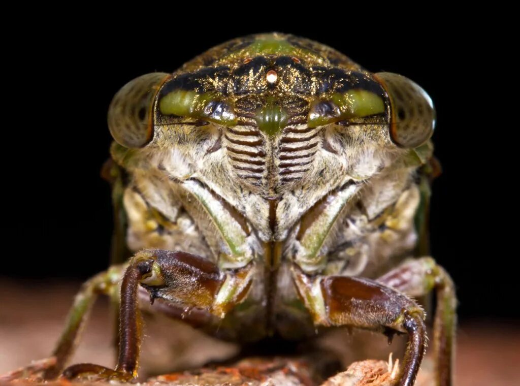 Цикада голова. Цикада голова. Цикада голова. Макросъемка hemiptera. Хоботок цикады.