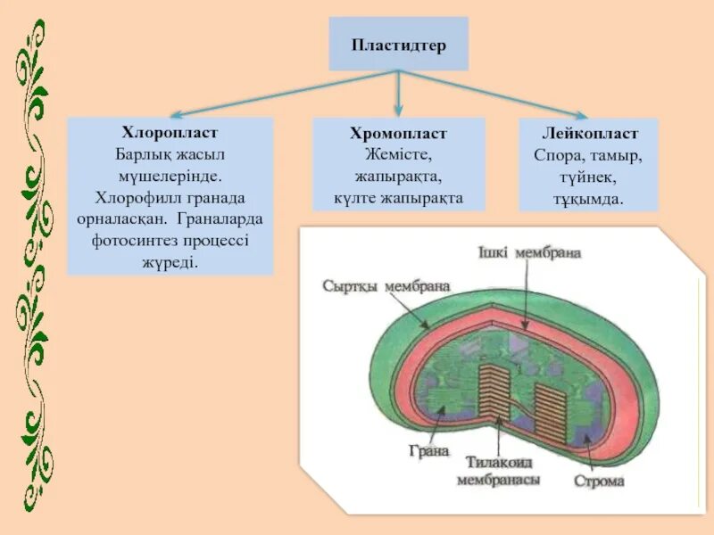 Хлоропласты имеют ядро. Строение хлоропласта. Хлоропласт на схеме клетки. Схема строения хлоропласта. Внутреннее строение хлоропласта.