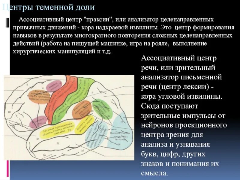 Ассоциативные системы. Ассоциативные центры. ассоциативные центры мозга. проекционные и ассоциативные центры. ассоциативные доли.