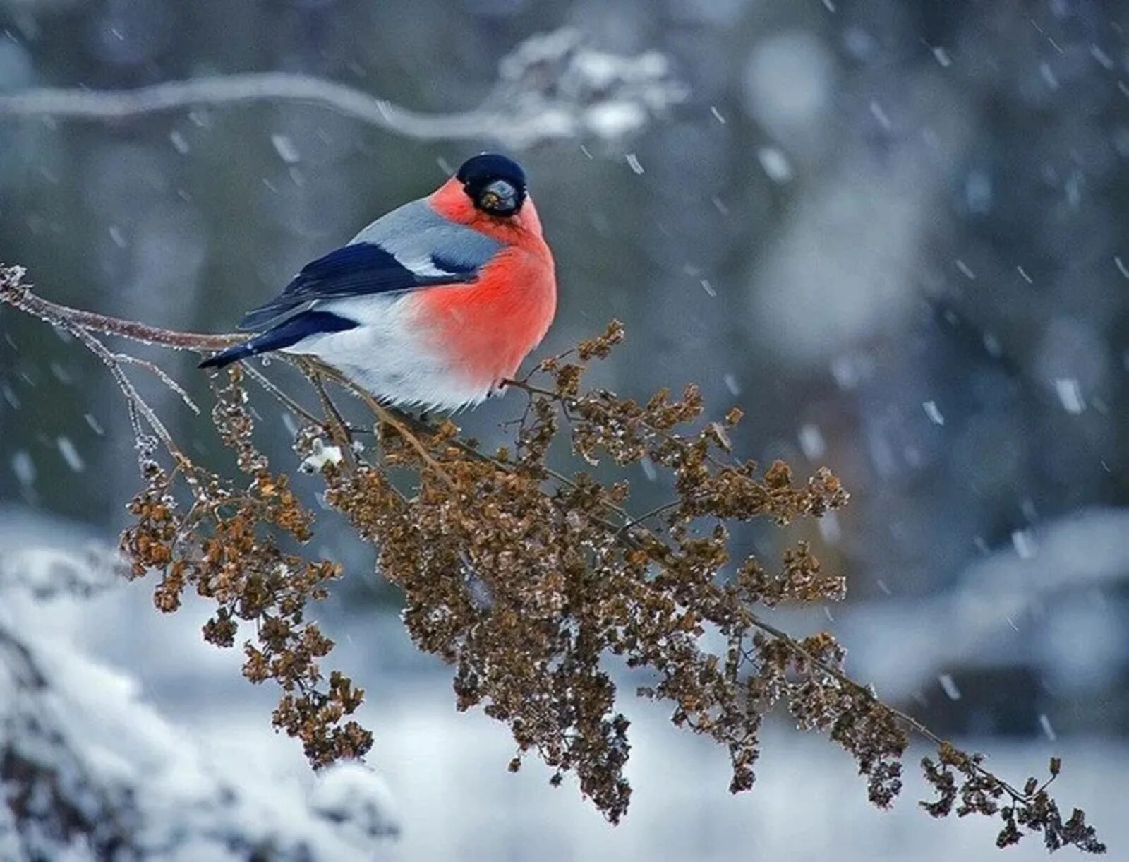 Пестрый снег. Зимние птицы. Зима февраль. Февраль природа. Снегирь.