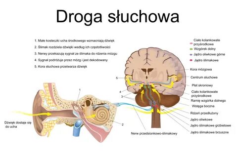 Нервные импульсы в органе слуха