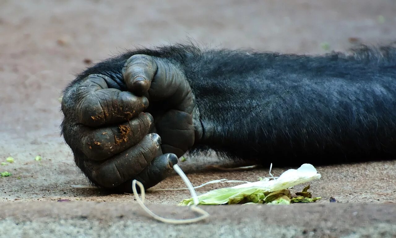 Лапа обезьяны. Рука обезьяны. Лапа шимпанзе. Лапа гориллы. Шимпанзе конечности