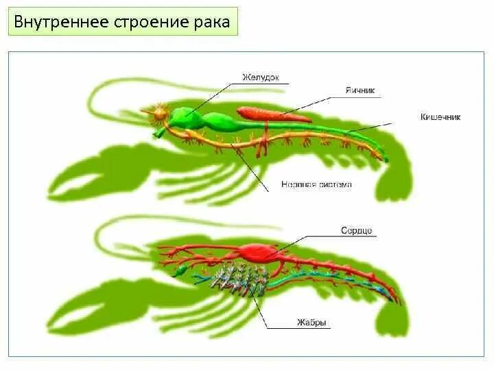 Внутреннее строение речного. Внутреннее строение ракообразных. Строение пищеварительной системы креветки. Внутренне строение ракообразных. Внутреннее строение креветки.