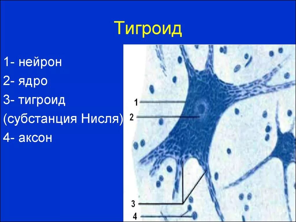 Тигроид препарат гистология. Тигроид в нервных клетках препарат гистология. Базофильное вещество Тигроид. Тигроид в нервных клетках спинного мозга гистология.