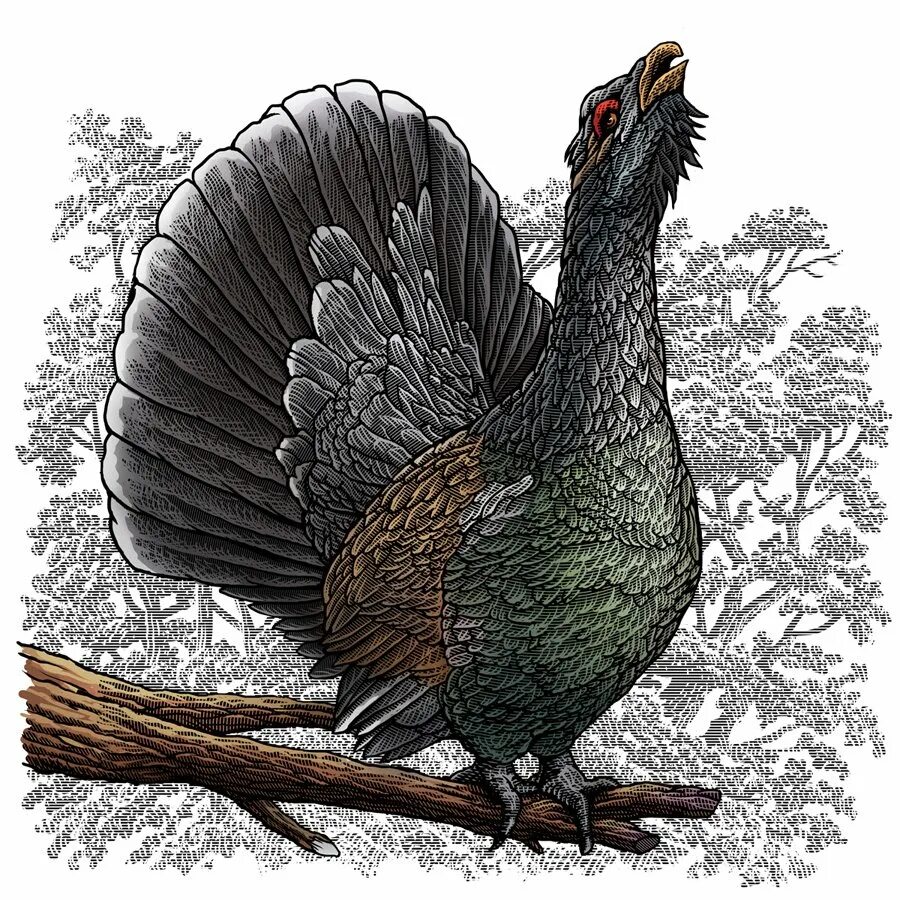 Глухарь птица для детей. Глухарь - capercaillie. глухарь иллюстрация. токующий глухарь рисунок. тетерев рисунок.