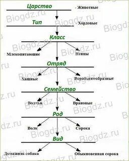 Напишите названия систематических групп животных